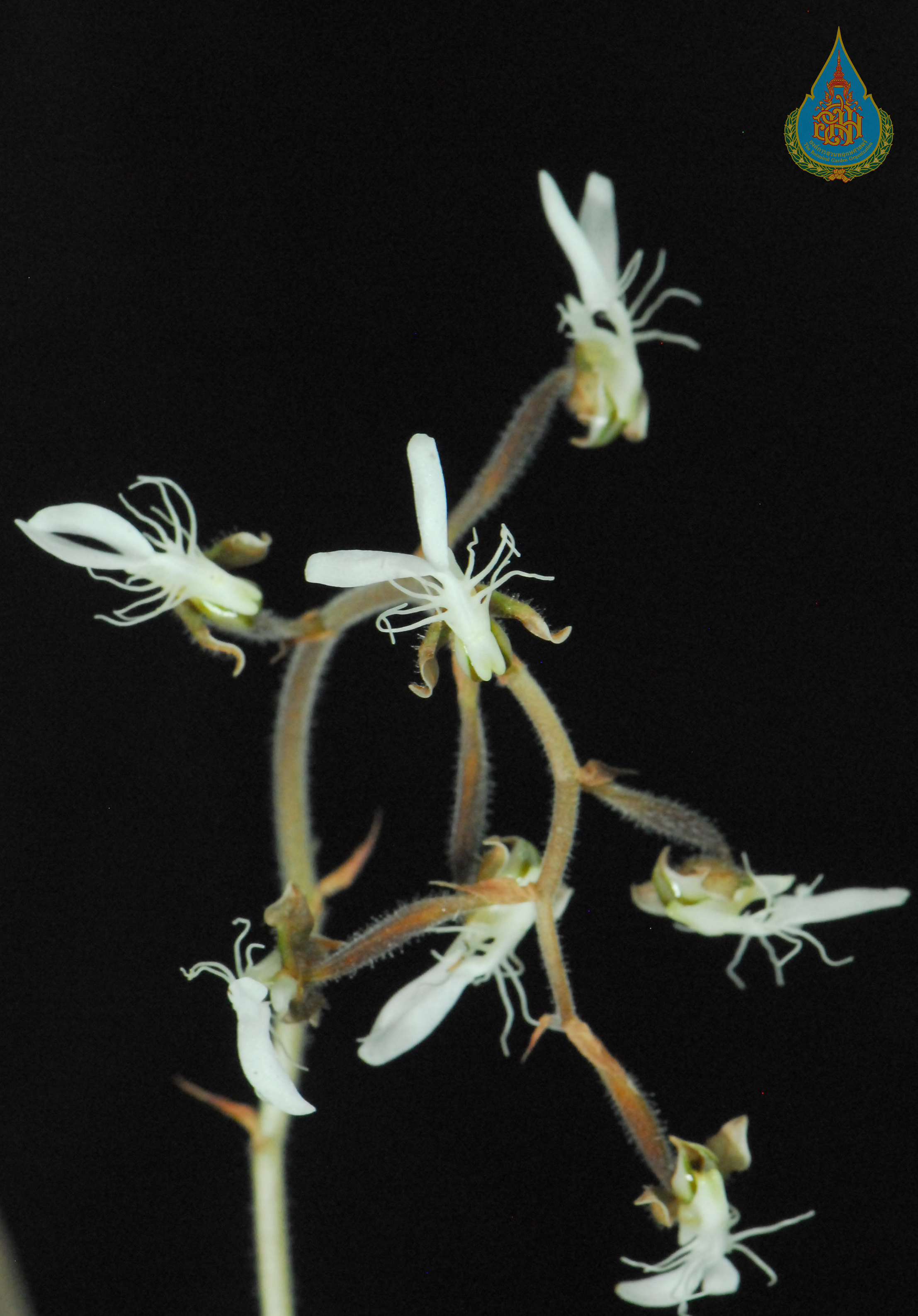 เอื้องไหมนา Anoectochilus roxburghii (Wall.) Lindl.<br/>ORCHIDACEAE